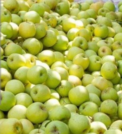 فروش سیب