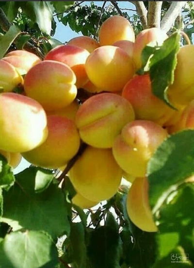 فروش زردآلو