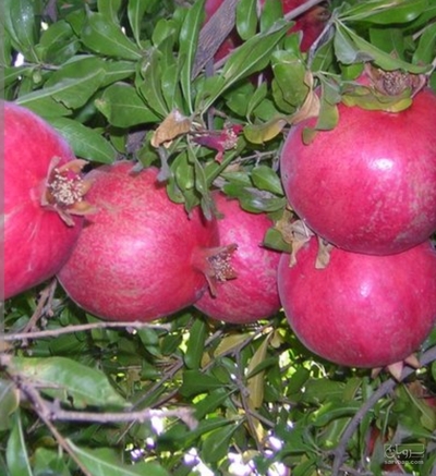 فروش انار