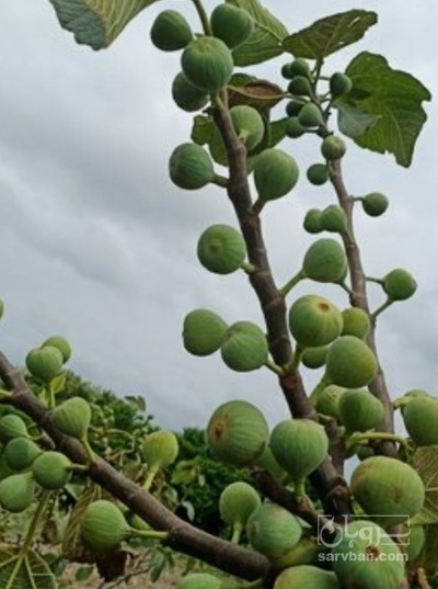 فروش انجیر