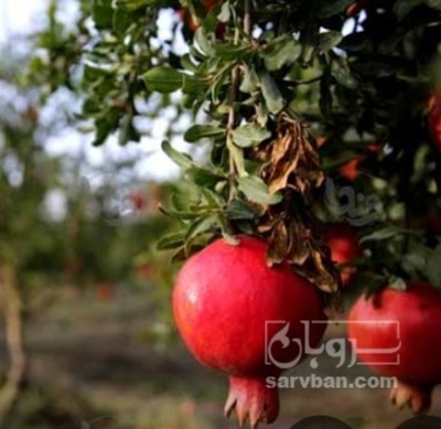 فروش انار