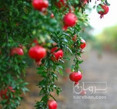 فروش انار