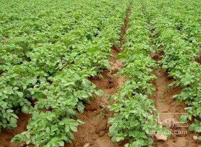 فروش سیب زمینی
