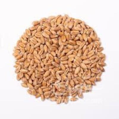 فروش گندم