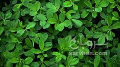فروش یونجه