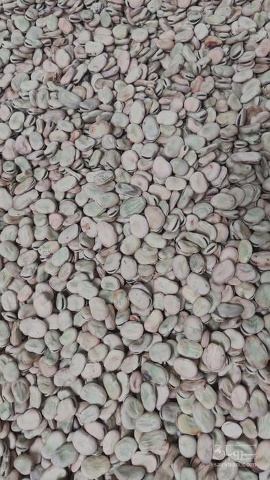 فروش پاچ باقلا - پاچه باقالی