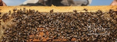 فروش عسل کندو