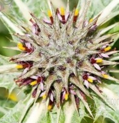 فروش  بذرکنگر