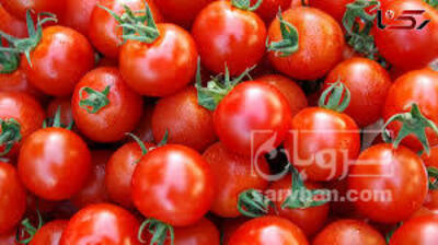 فروش گوجه فرنگی