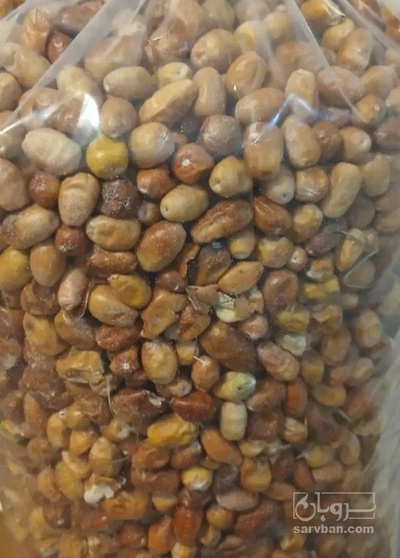 فروش سنجد