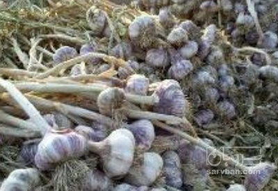 فروش سیر علفی