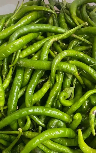 فروش فلفل شیرین