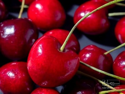 فروش گیلاس