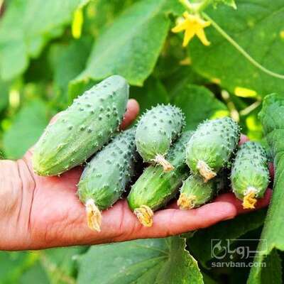 فروش خیارخاردار