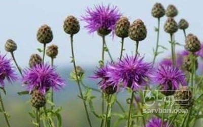 فروش خار مریم (گیاه‌ دارویی)