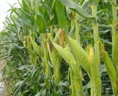 فروش چاپر ذرت - سیلاژ ذرت