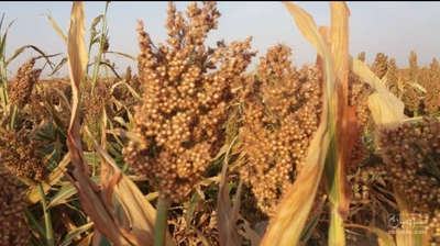 فروش سورگوم