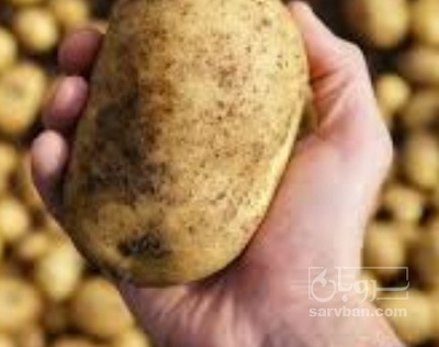 فروش سیب زمینی