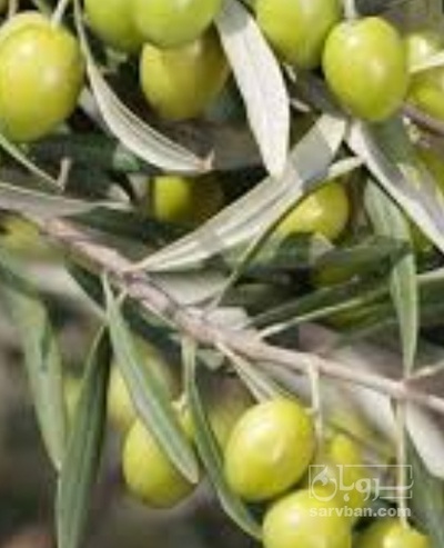 فروش زیتون