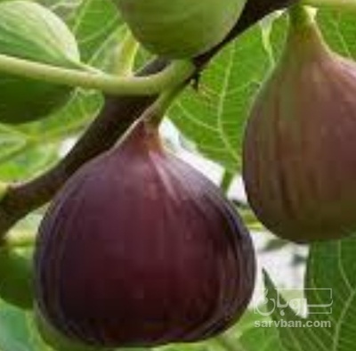 فروش انجیر