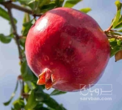 فروش انار