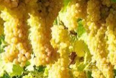 فروش انگور