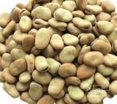 فروش باقلا تازه - باقالی - باقالا