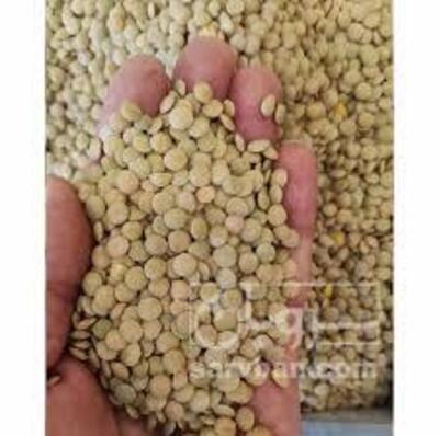 فروش عدس