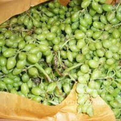 فروش غوره