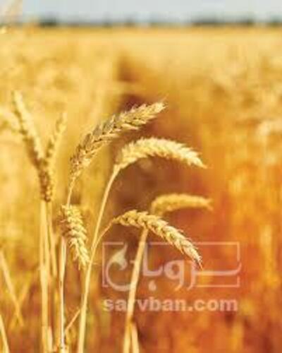 فروش گندم