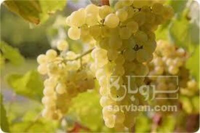 فروش انگور