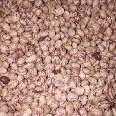 فروش لوبیا چیتی
