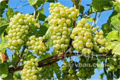 فروش انگور