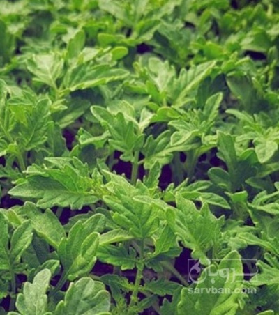 فروش نشا گوجه فرنگی