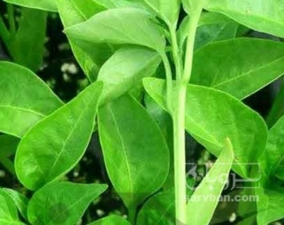 فروش نشا فلفل همدانی