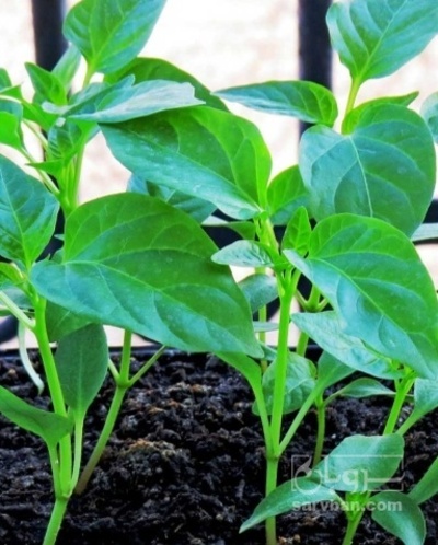 فروش نشا فلفل قلمی شیرین