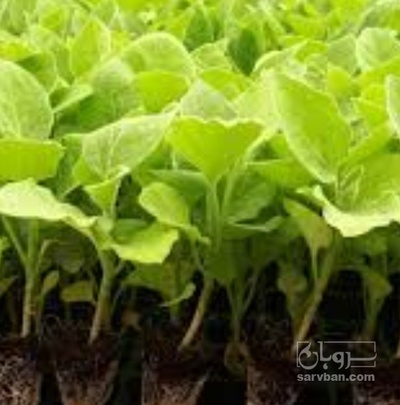 فروش نشا بادمجان