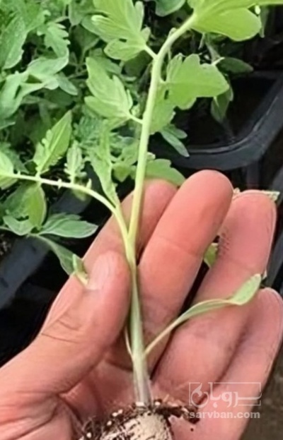 فروش نشا گوجه فرنگی