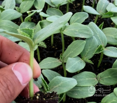 فروش نشا خیار