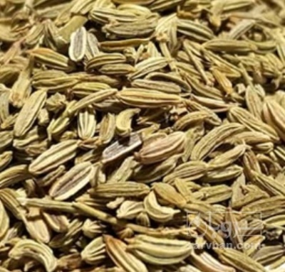 فروش رازیانه (گیاه‌ دارویی)