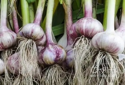 فروش سیر قرمز