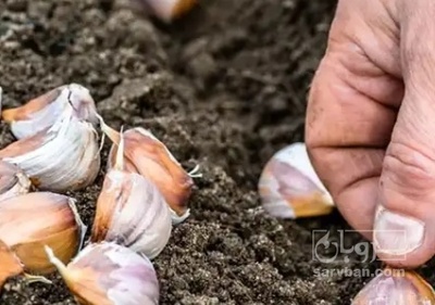 فروش سیر بذری