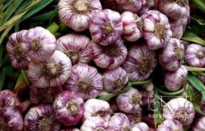 فروش سیر قرمز خشک