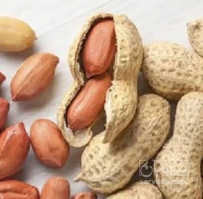 فروش بادام زمینی