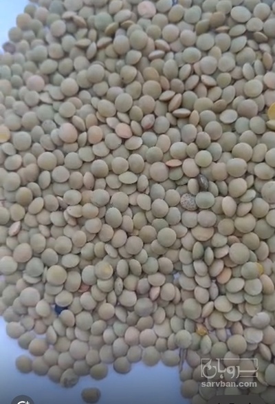فروش عدس