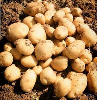 فروش سیب زمینی