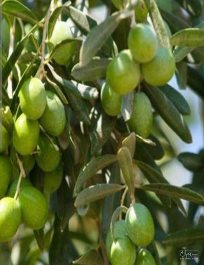 فروش زیتون