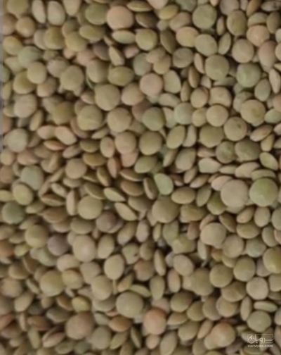 فروش عدس