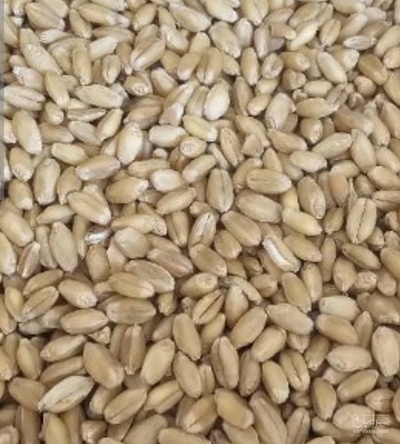 فروش گندم