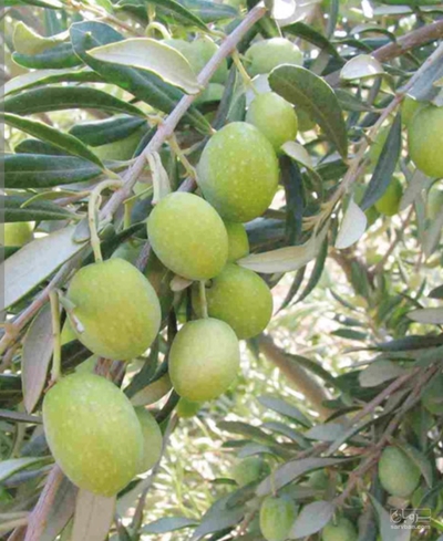 فروش زیتون